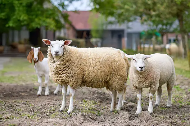 shoats farming